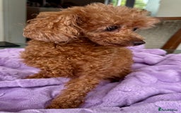 Miniature Poodle dogs for adoption: Eva & Tyson – Left Behind in Silence - Image 4