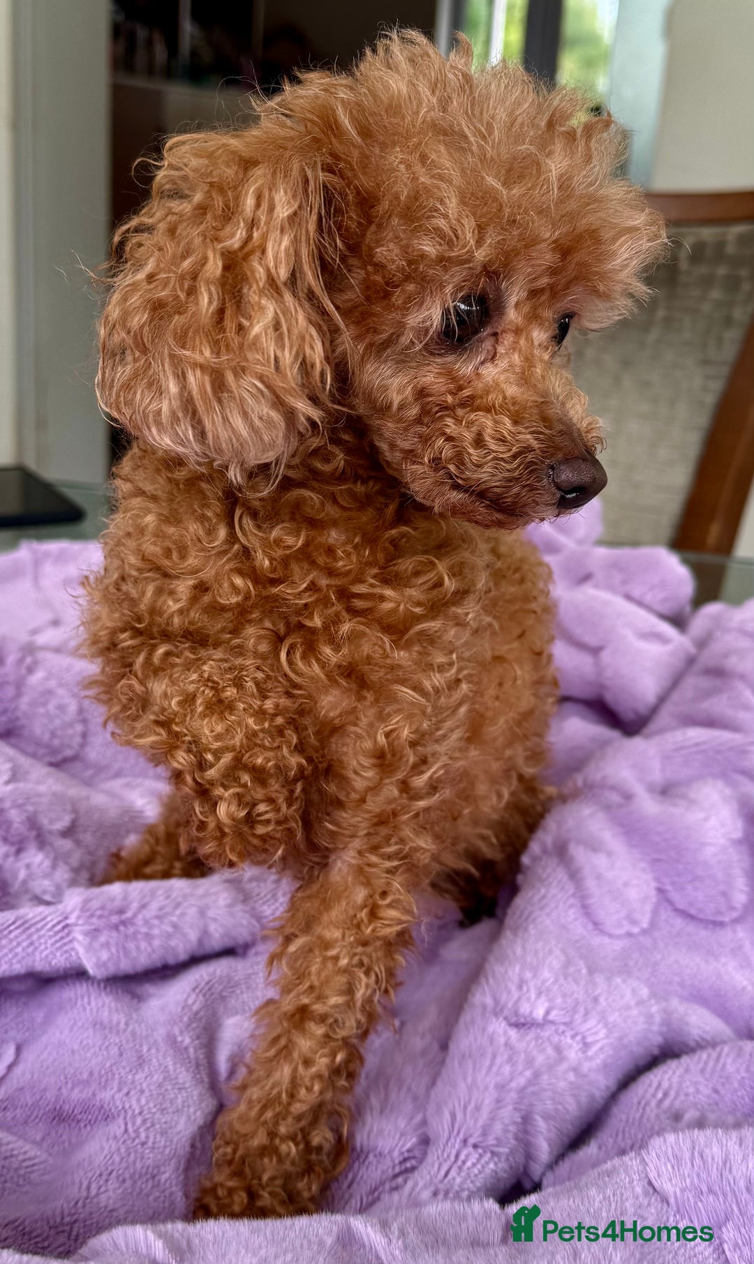 Miniature Poodle dogs for adoption: Eva & Tyson – Left Behind in Silence - Image 4
