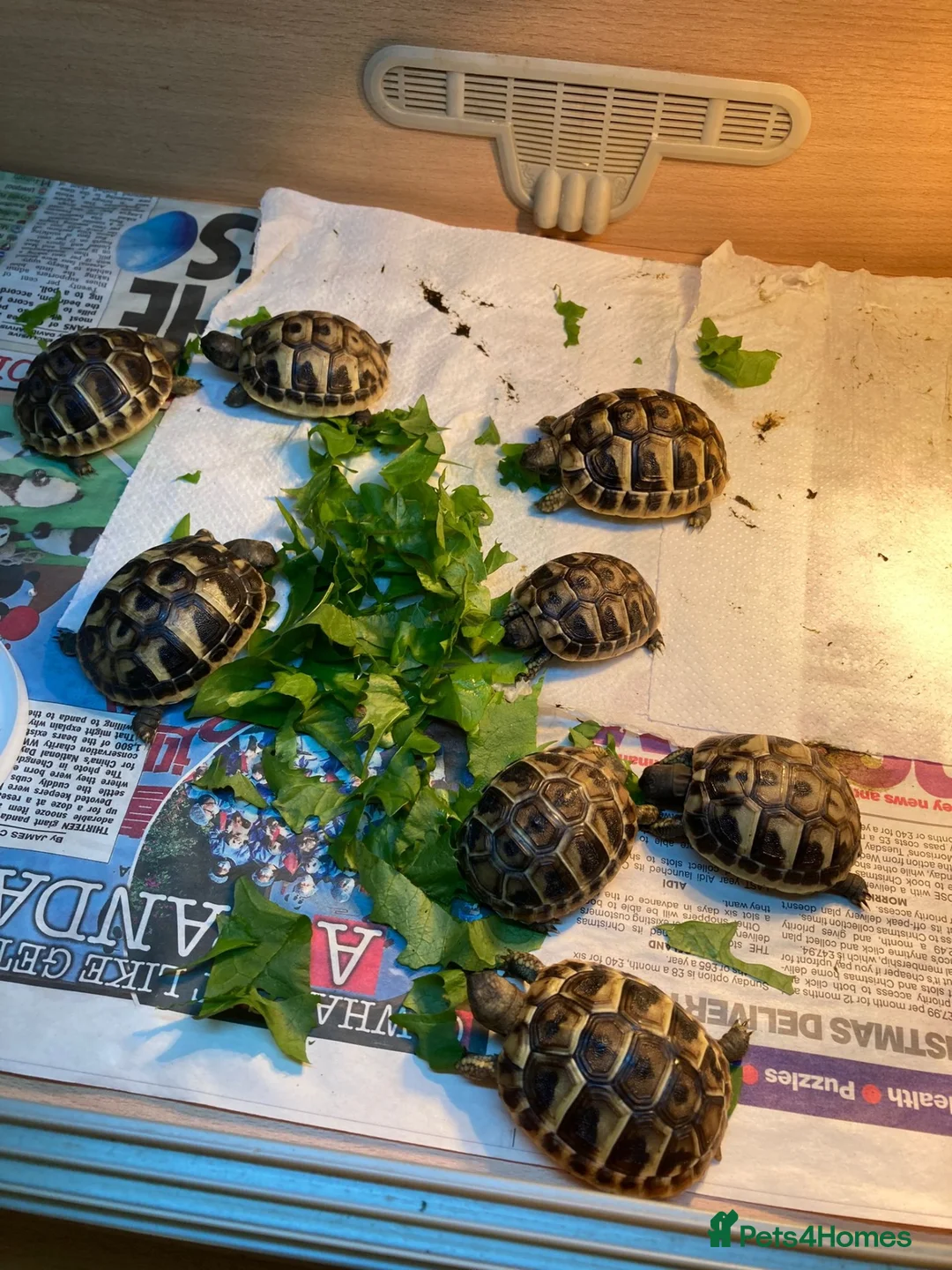 Tortoise reptiles for sale: Baby  Herman Tortoise  - Advert 1