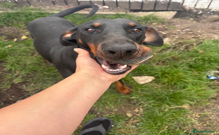 Dobermann dogs - Advert 1
