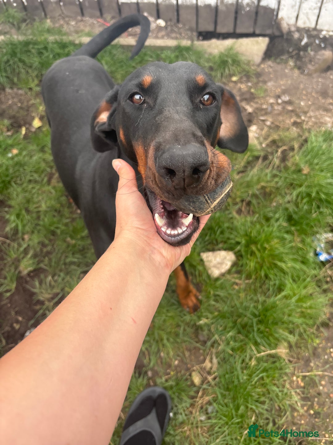 Dobermann dogs for sale: 🐕 Kennel Club Registered  - Image 1