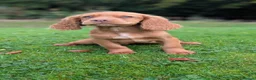 Cocker Spaniel dogs for sale: One male and one female golden cocker spaniel  - Advert 7
