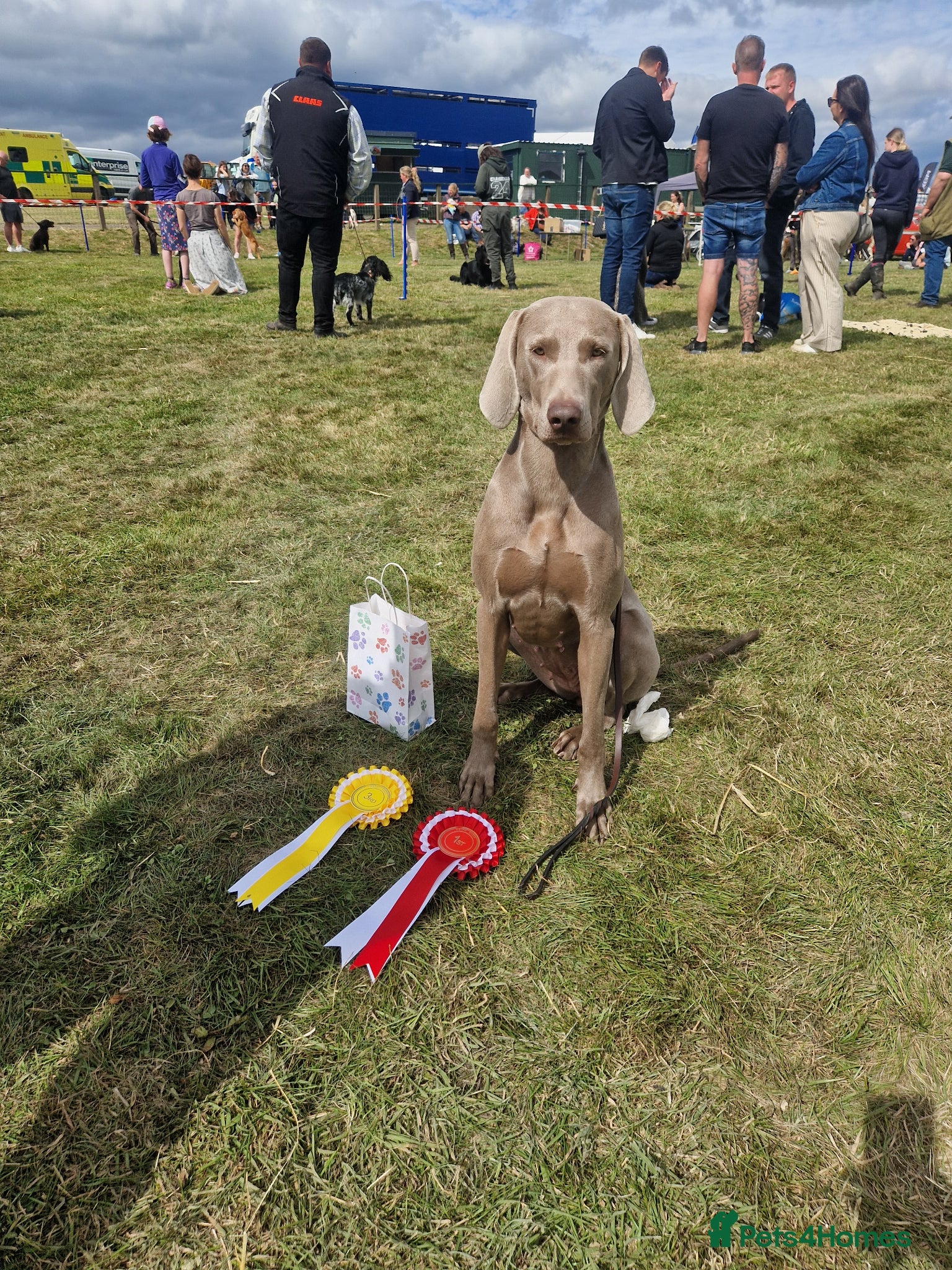 Weimaraner dogs Kc blue weimaraner puppies  - Advert 1