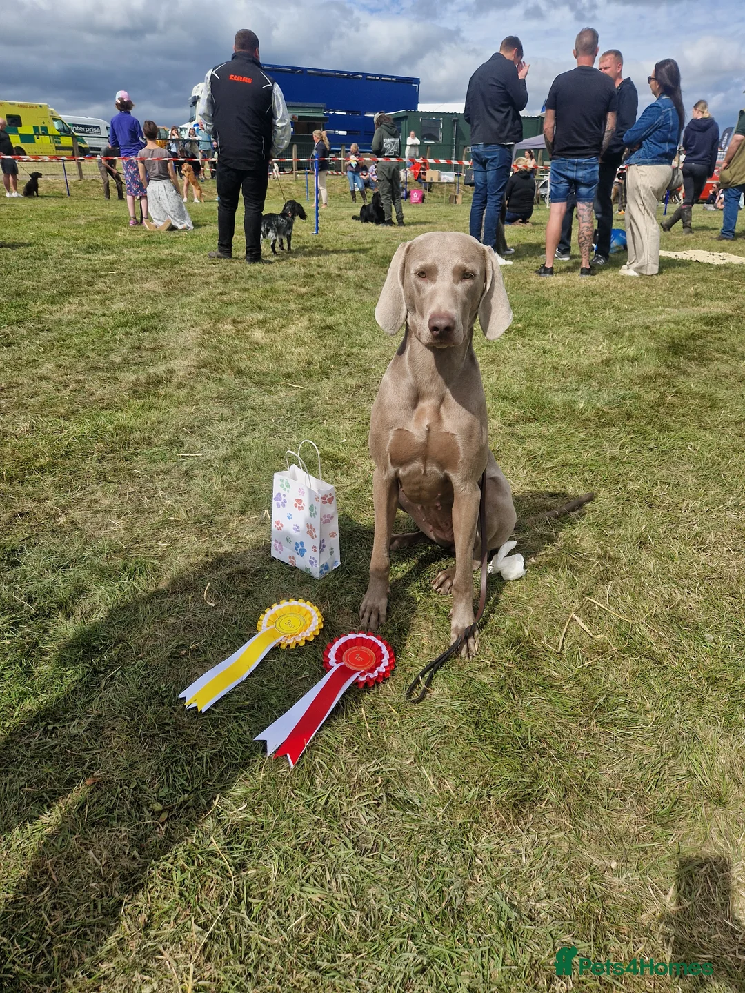 Weimaraner dogs for sale: Kc blue weimaraner puppies  - Advert 1