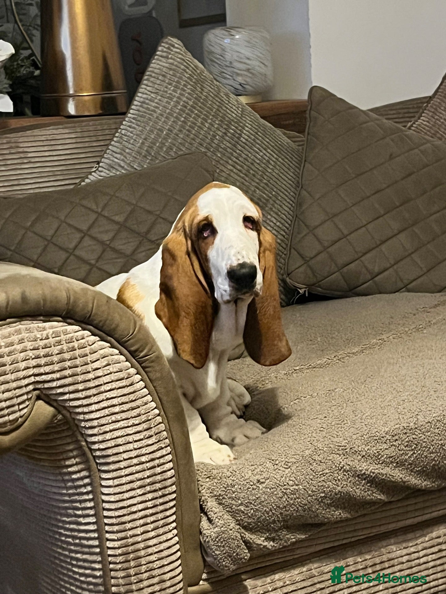 Basset Hound dogs Male basset hound  - Advert 2