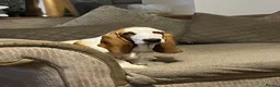 Basset Hound dogs for sale: Male basset hound  - Advert 1