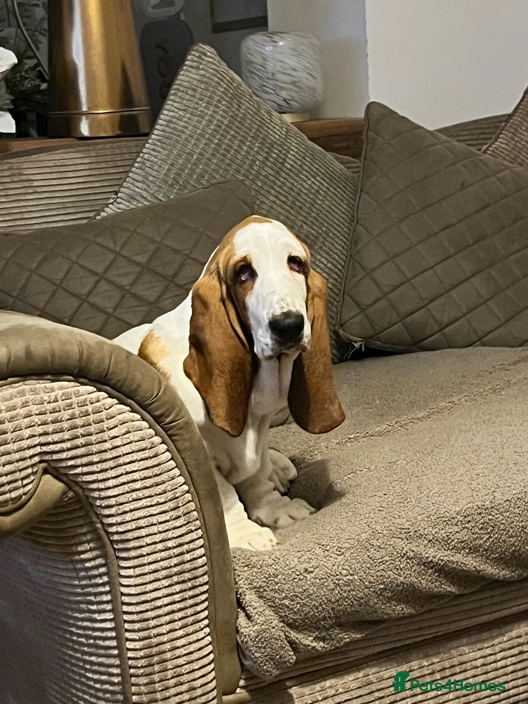 Basset Hound dogs for sale: Male basset hound  - Advert 1