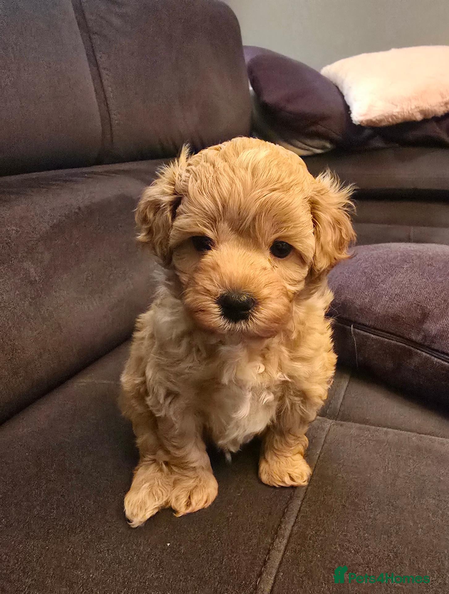 Maltipoo dogs for sale: The last boy is looking for a forever home. 🏠🐶🐾 - Advert 3