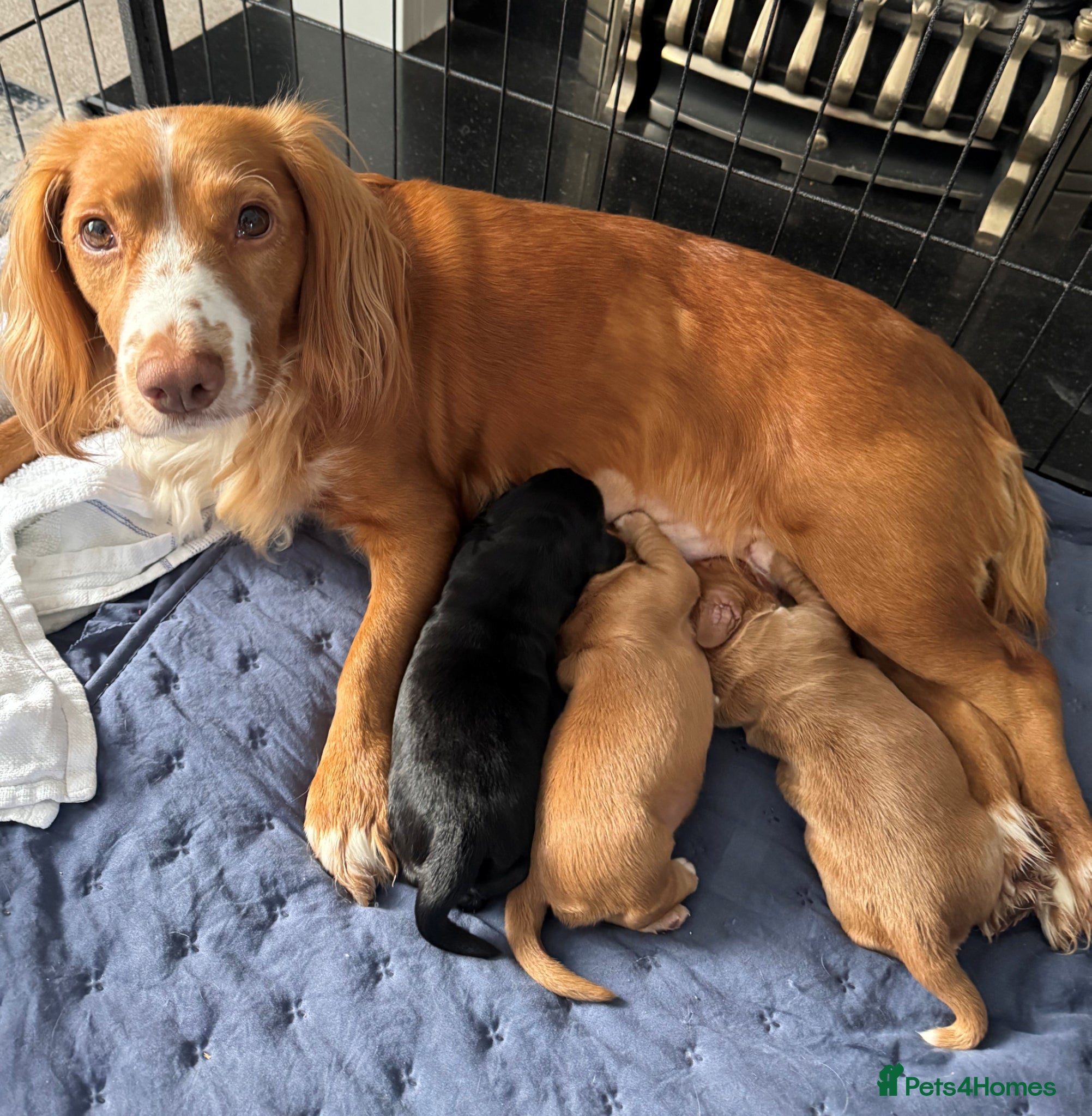Cocker Spaniel dogs RKC Registered Working Cocker Spaniel Litter - Advert 1
