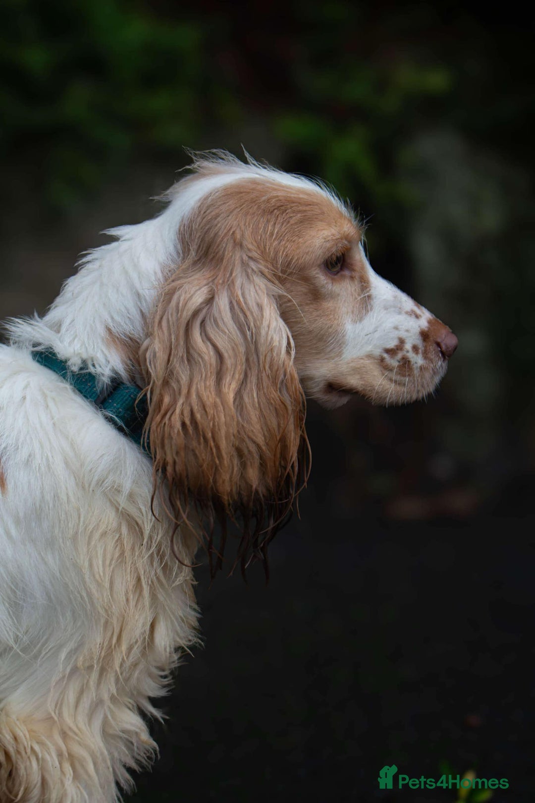 Cocker Spaniel dogs for stud: Frankie & Benny ready for stud in Blackburn - Image 7