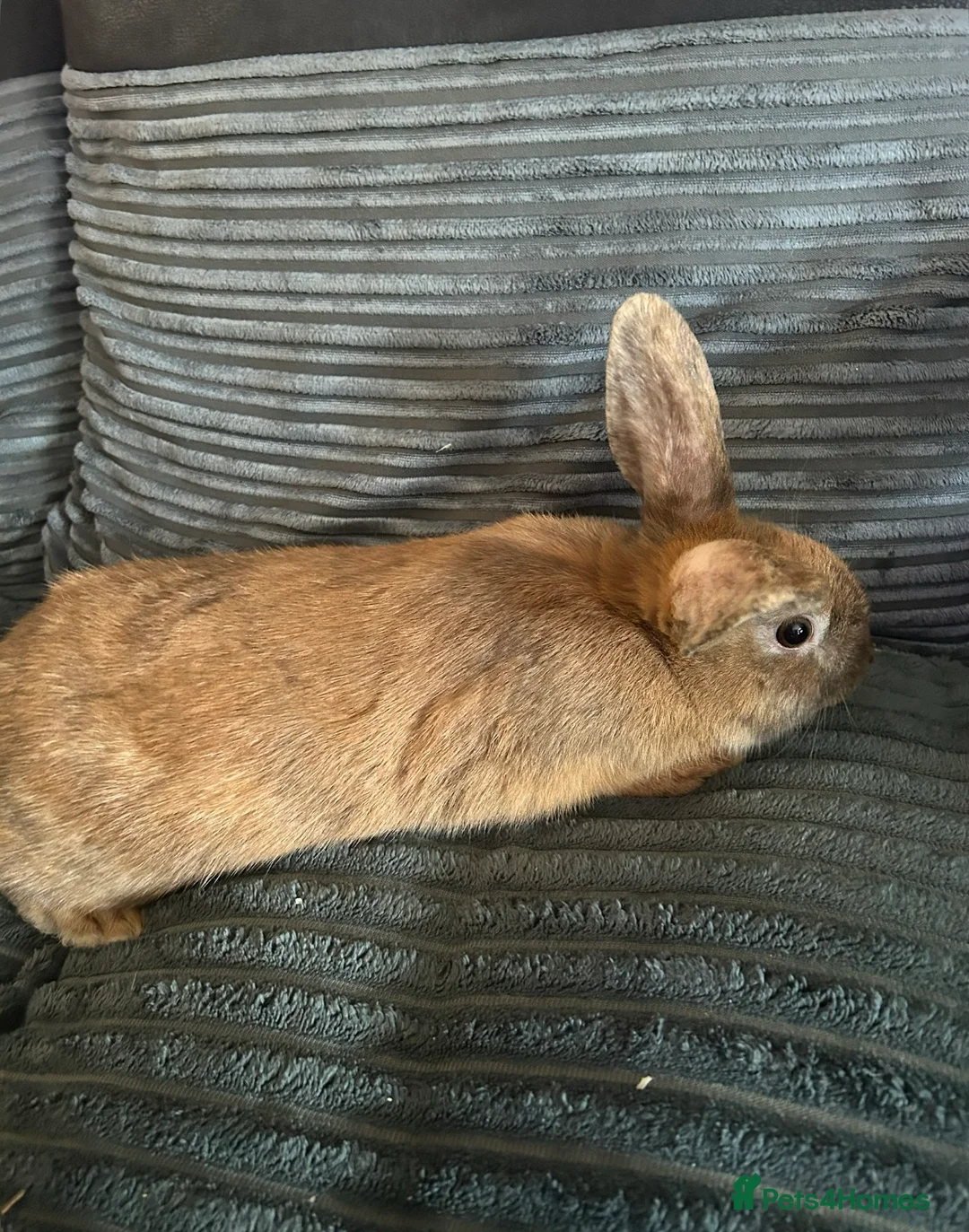 English rabbits for sale: Rabbit - FREE w/ Small Hutch - Advert 5