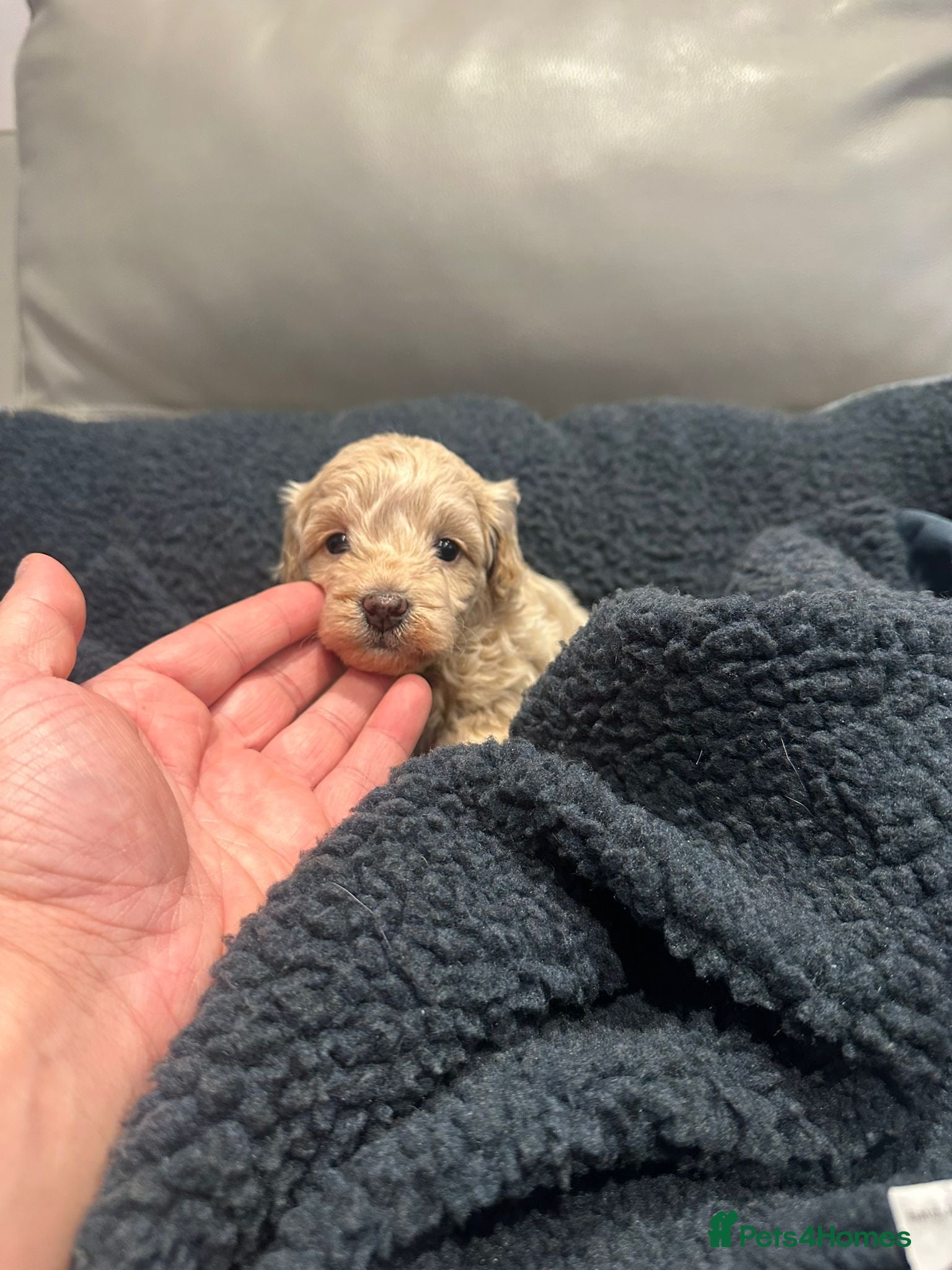 Maltipoo dogs Maltipoo puppies  - Advert 2