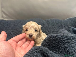 Maltipoo dogs Maltipoo puppies - Advert 2