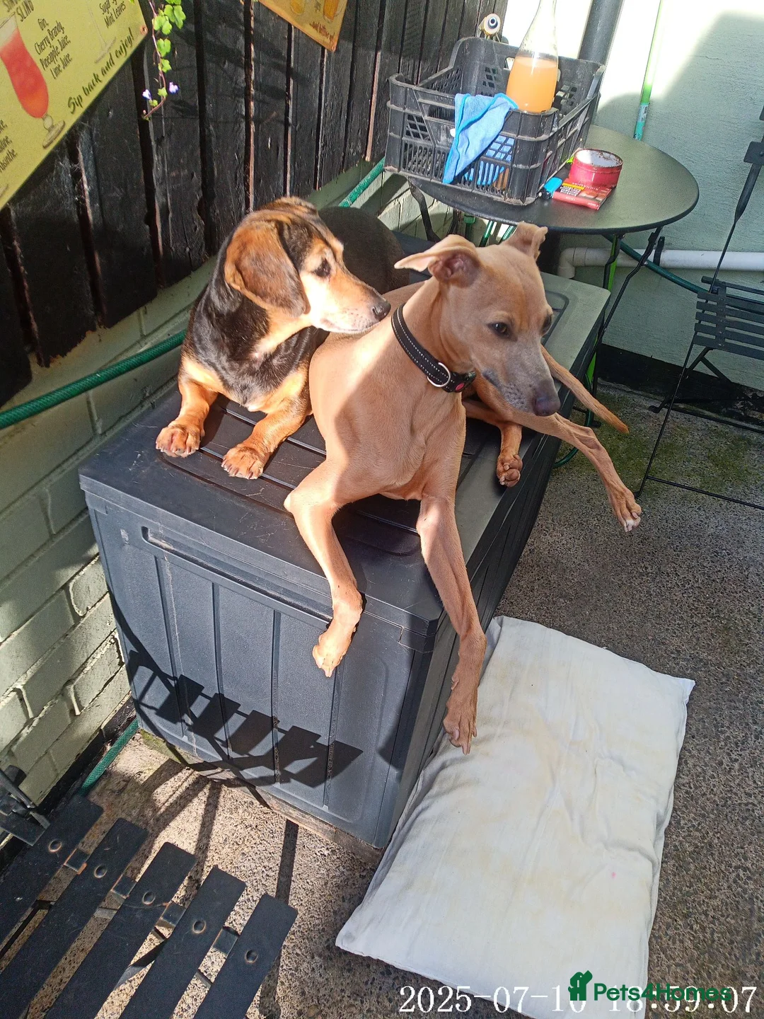 Mixed Breed dogs for stud: To stud in Bishop Auckland - Advert 2