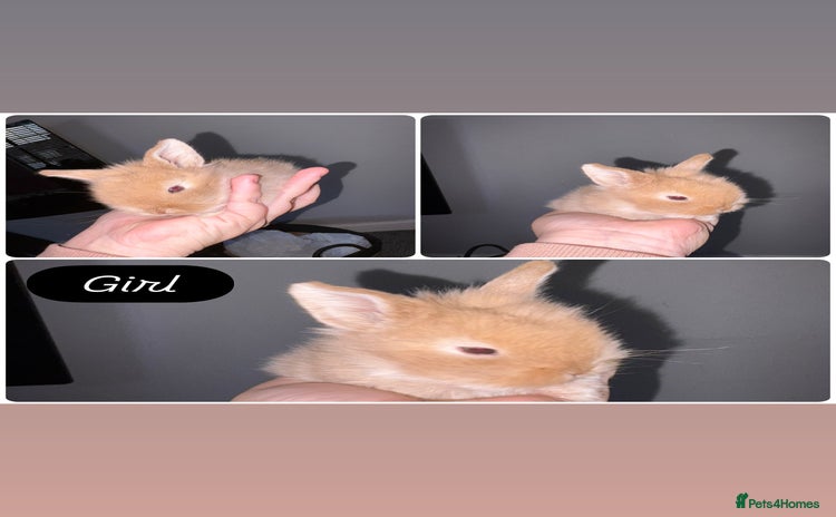 Mini Lion Lop rabbits - Advert 1