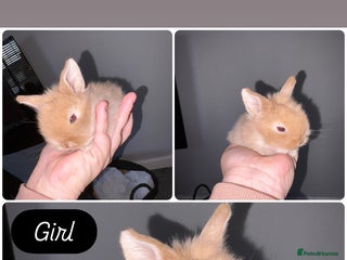 Mini Lion Lop rabbits for sale - Advert 1