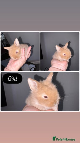 Mini Lion Lop rabbits - Advert 1