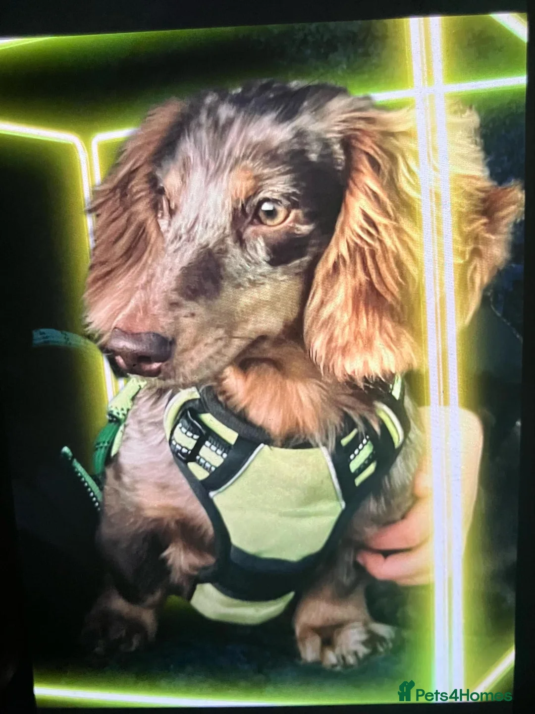 Miniature Dachshund dogs for stud: KC Reg Long Haired Choc Dapple Miniature Dachshund in Gunnislake - Advert 3