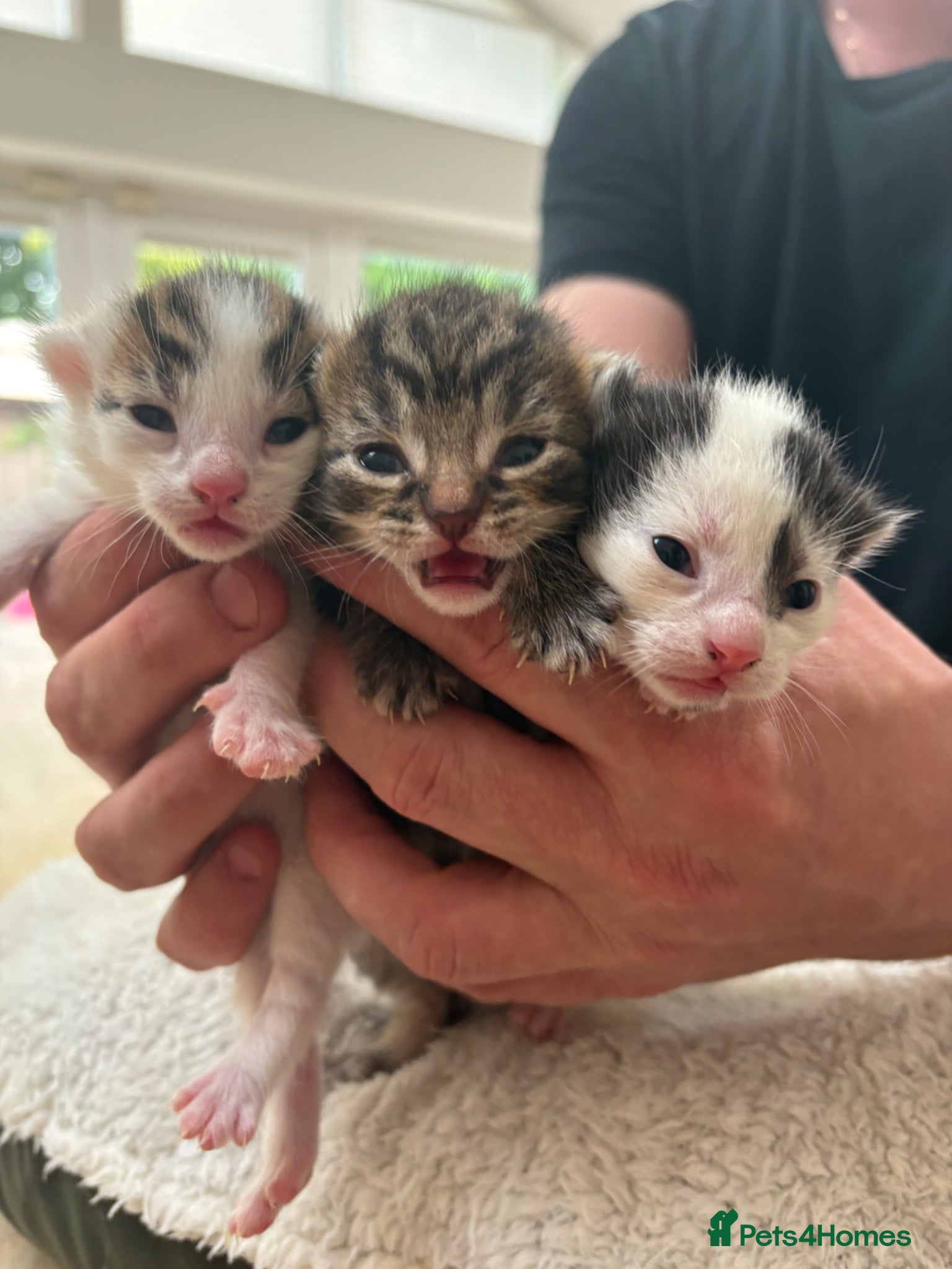 Mixed Breed cats Beautiful kittens - Advert 1