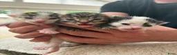 Mixed Breed cats for sale: Beautiful kittens - Advert 1