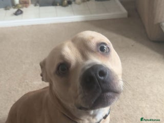 Staffordshire Bull Terrier dogs Staffordshire bull terrier - Advert 1