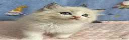 Ragdoll cats for sale: 🐾 Beautiful Ragdoll Kittens for Sale 🐾 - Advert 26