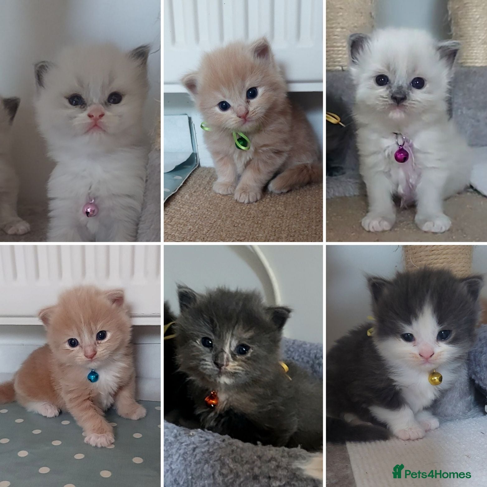 Ragdoll cats X6 Beautiful Ragdoll/Persian "Perdoll" Kittens - Advert 1