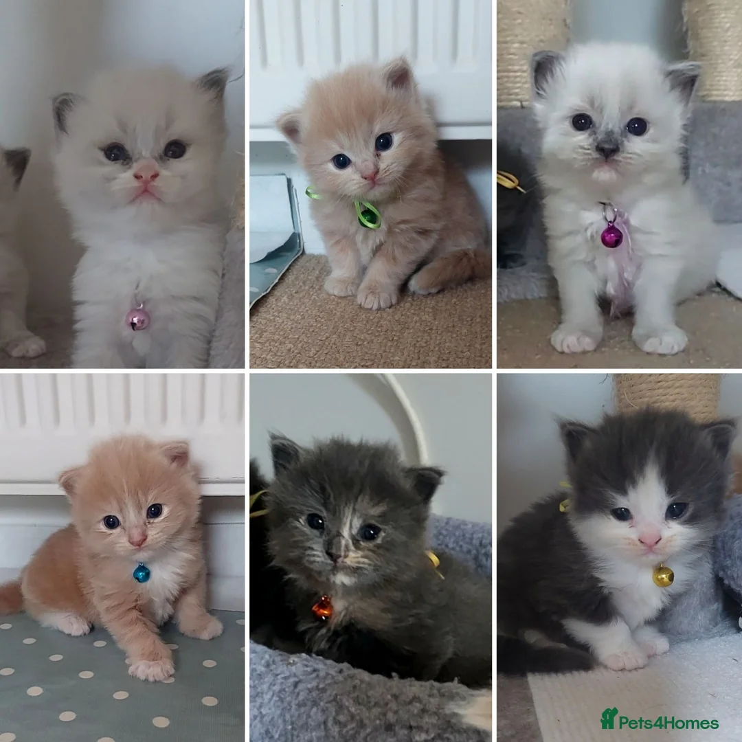 Ragdoll cats for sale: X6 Beautiful Ragdoll/Persian "Perdoll" Kittens - Advert 1