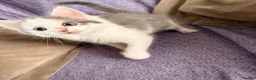 Mixed Breed cats for sale: Beautiful fluffy kittens  - Advert 4