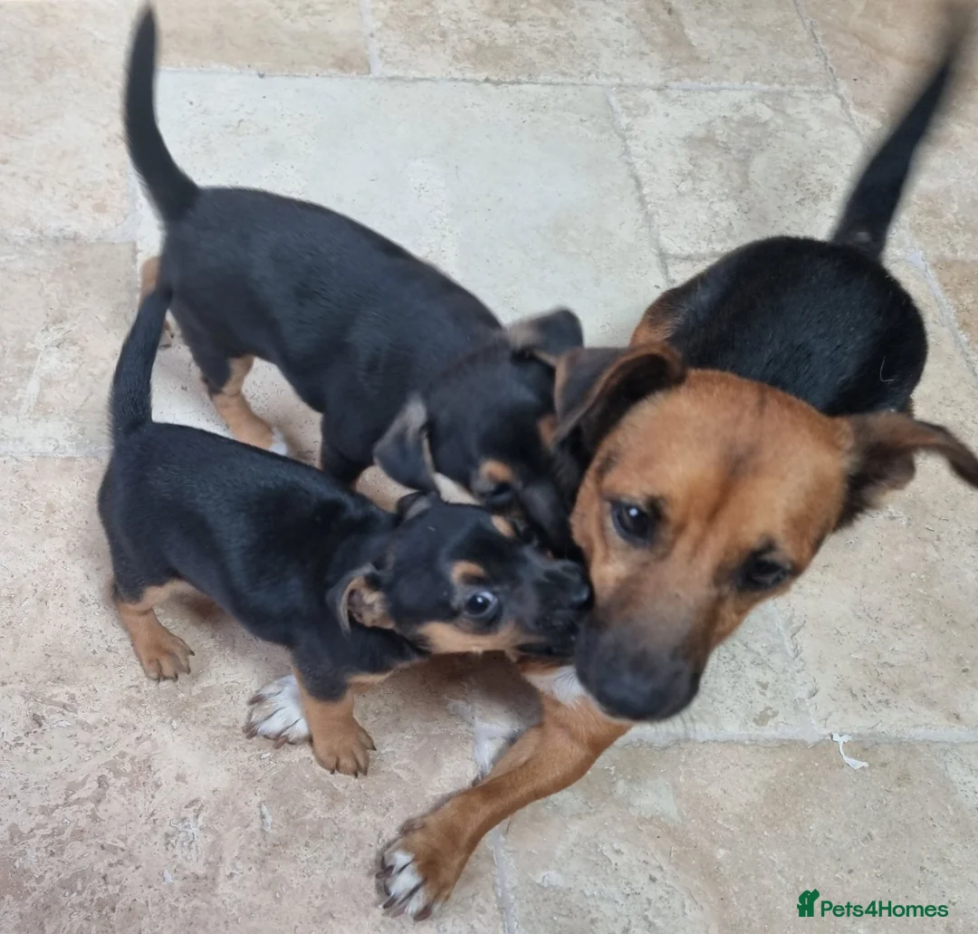 Jack Russell dogs for sale: Jack russel puppies one boy left - Advert 2