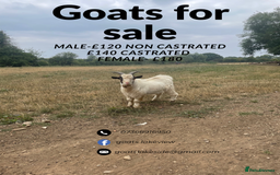 Goats livestock for sale: Pygmy goats - Image 11