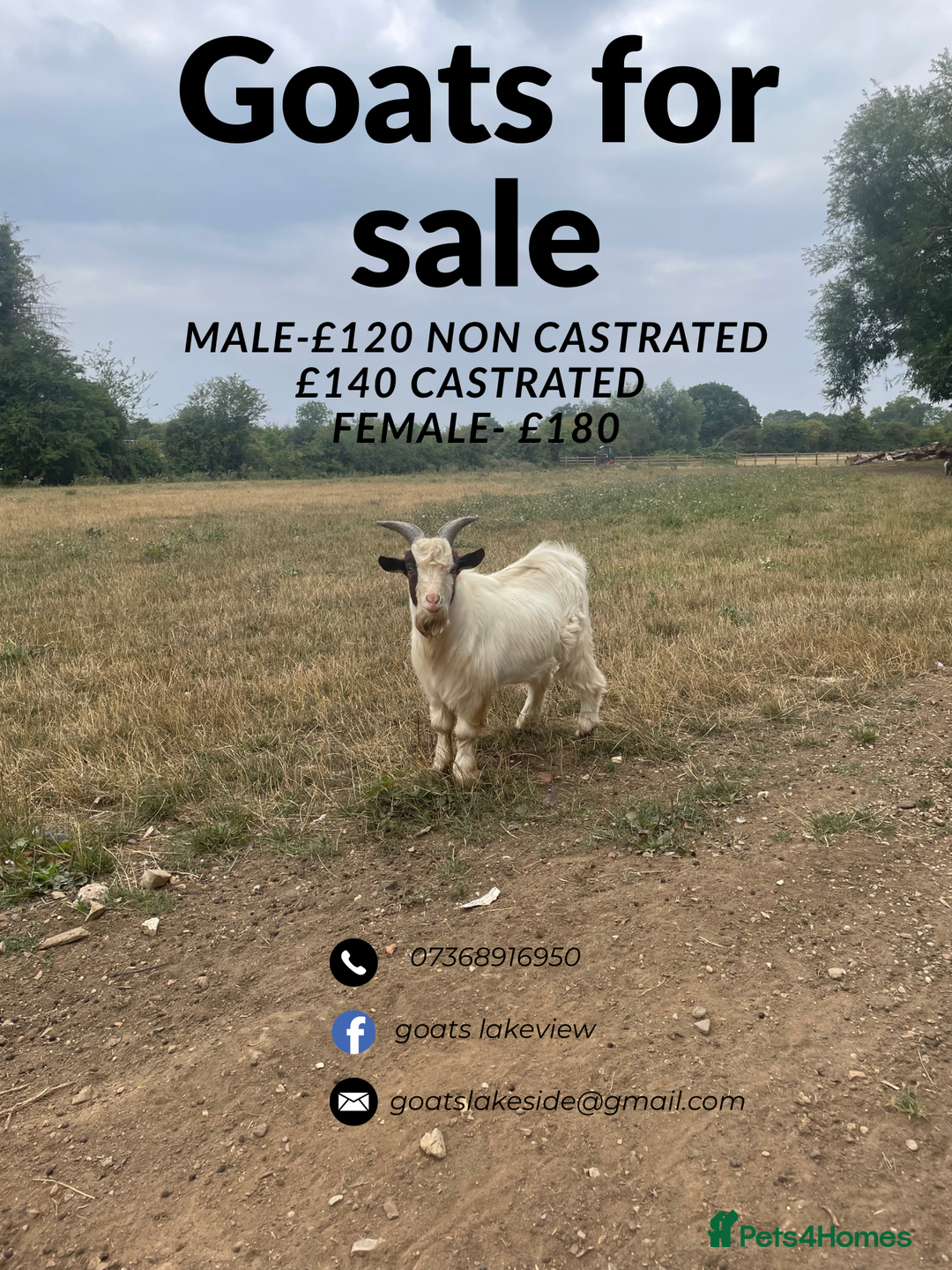 Goats livestock for sale: Pygmy goats - Image 11