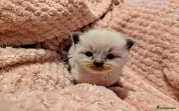 Ragdoll cats for sale:  Beautiful Mink Seal ragdolls - Image 5