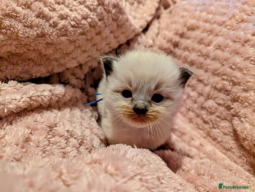Ragdoll cats for sale:  Beautiful Mink Seal ragdolls - Image 5