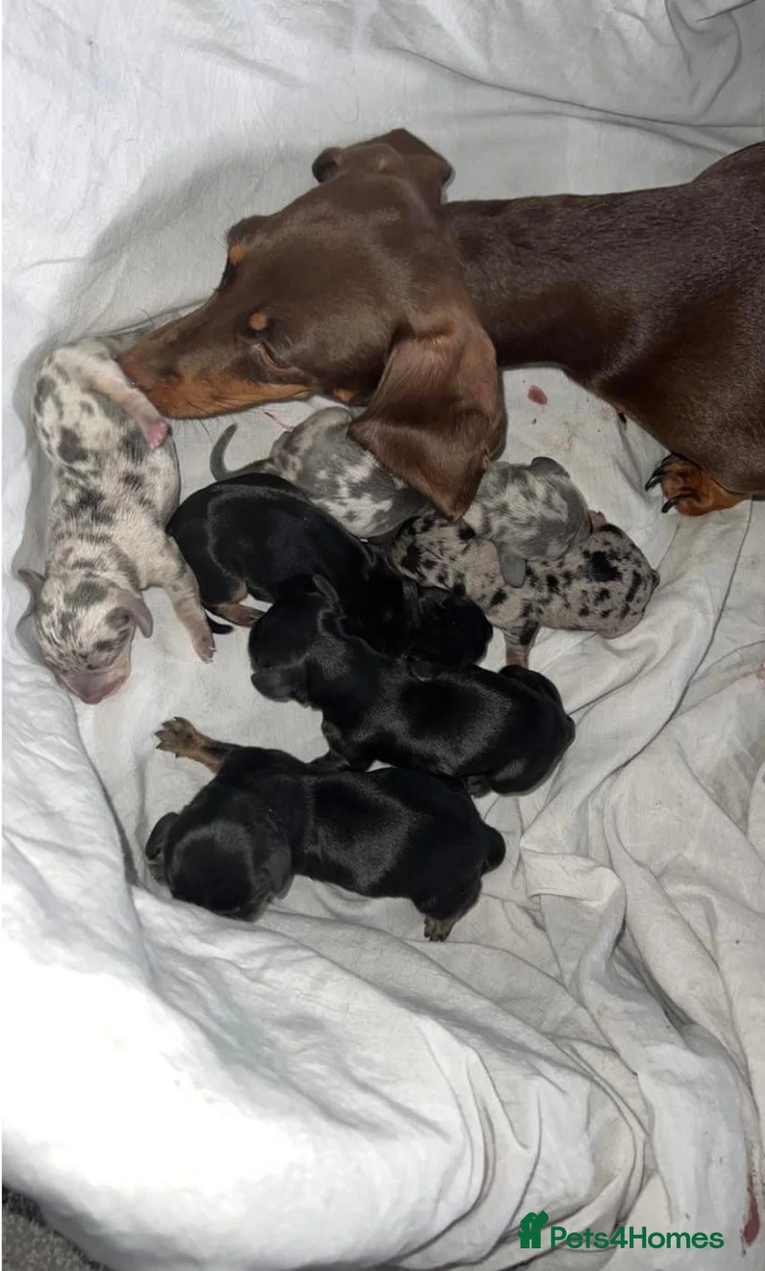 Dachshund dogs for stud: Mini Smooth KCReg Silver Dapple Health Tested Stud in Irvine - Advert 14