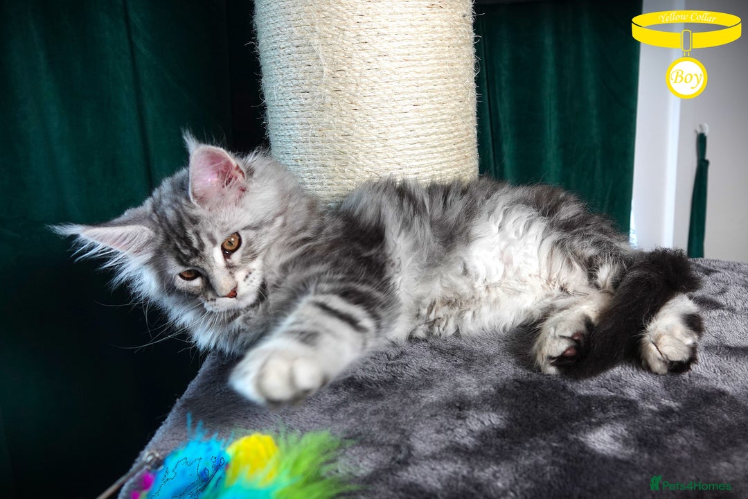 Maine Coon cats for sale: STUNNING XL PEDIGREE MAINE COON KITTENS - Image 2