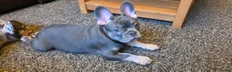 French Bulldog dogs for sale: Pick of the litter - great quality frenchie - Advert 1