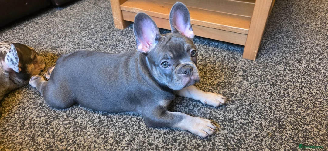 French Bulldog dogs for sale: Pick of the litter - great quality frenchie - Advert 1