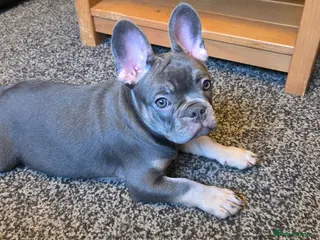 French Bulldog dogs Pick of the litter - great quality frenchie - Advert 5