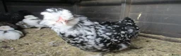 Chickens poultry for sale: Bantam Pullets, Wyandotte Pekin/Araucana  Bantams - Advert 4