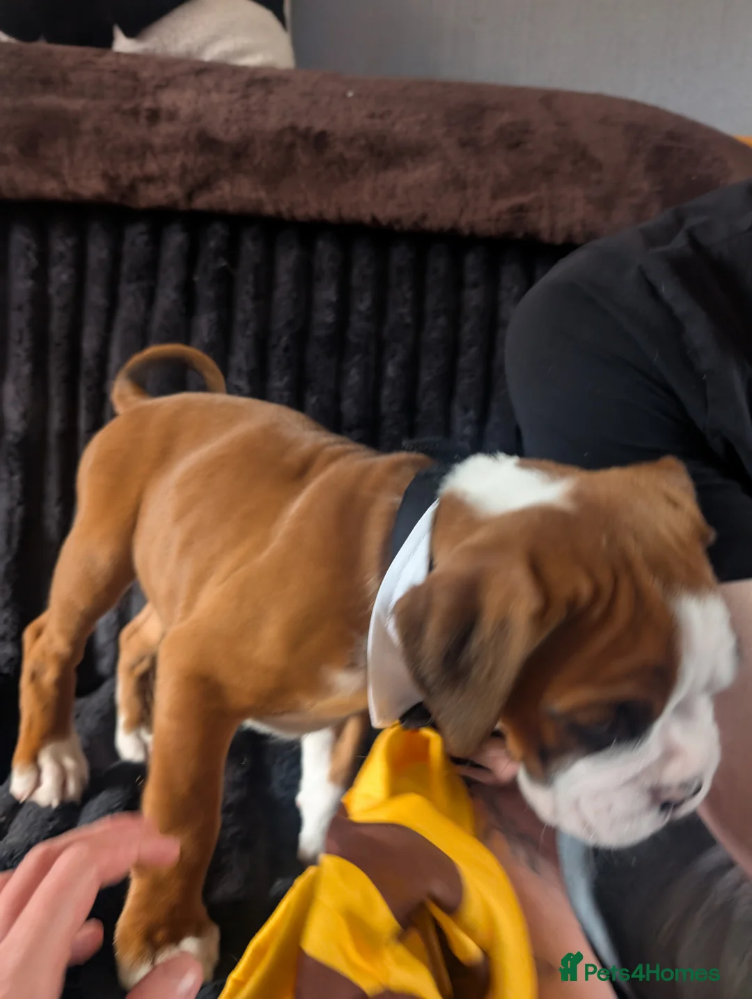 Boxer dogs for sale: Stunning boxer puppies  - Advert 38