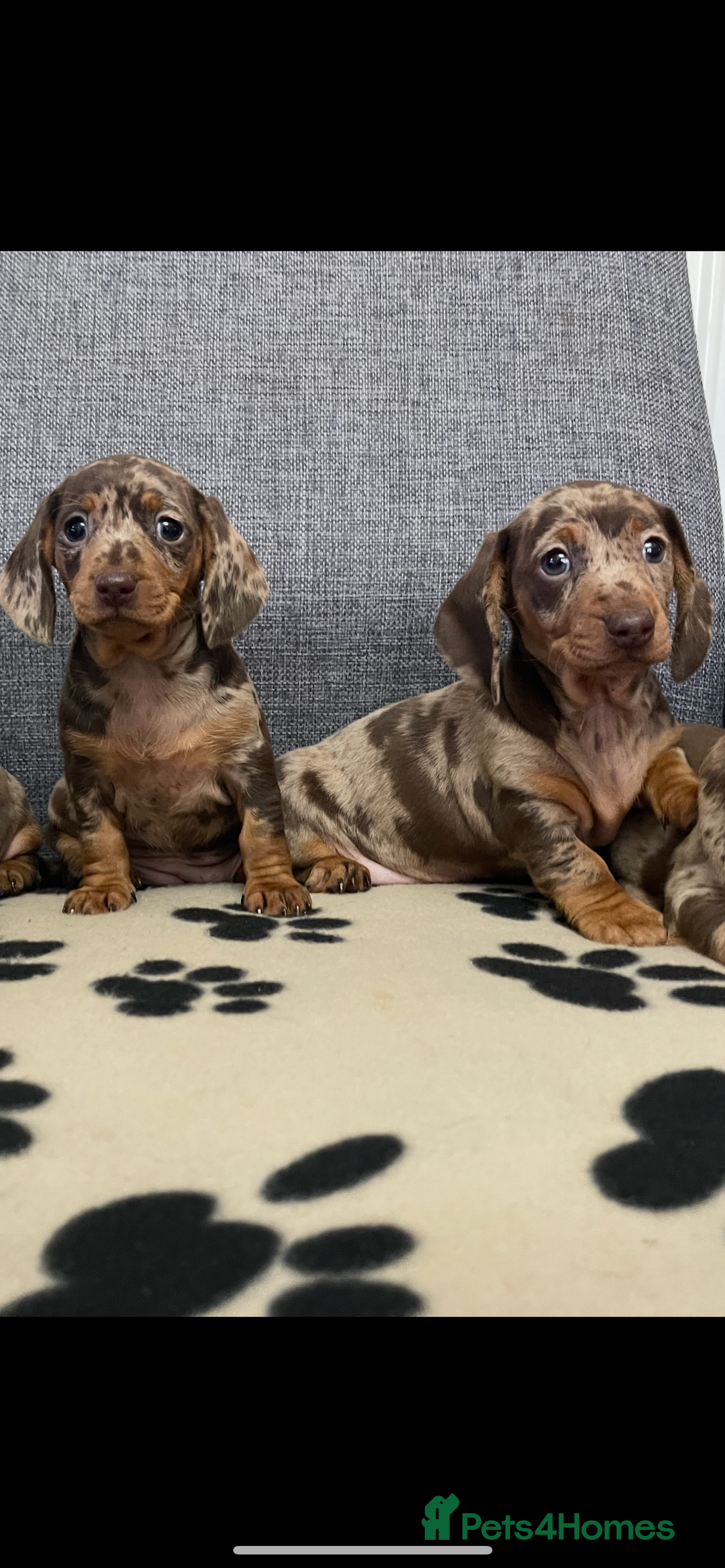 Dachshund dogs for sale: Miniature Dachshund puppies  - Advert 5