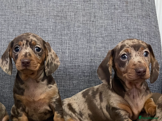 Dachshund dogs Miniature Dachshund puppies - Advert 2