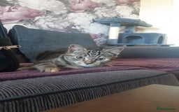 Mixed Breed cats for sale: Mollie  - Image 5