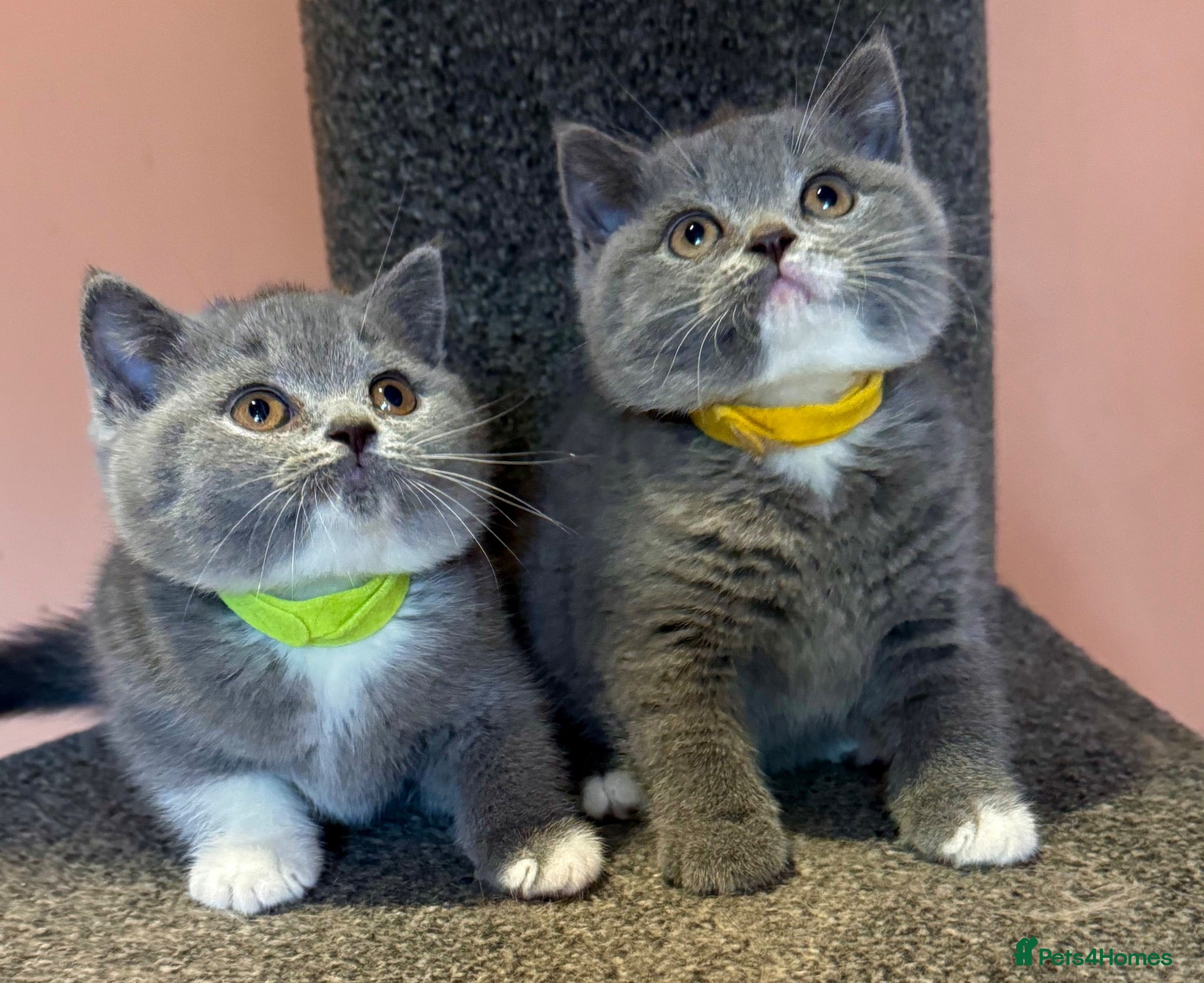 British Shorthair cats Stunning BSH kittens for sale!! - Advert 1