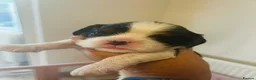 Cavalier King Charles Spaniel dogs for sale: Stunning cavalier boys  - Advert 9