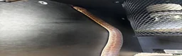 Python Snake reptiles for sale: 3 year old male Child’s Python - full set up  - Advert 3