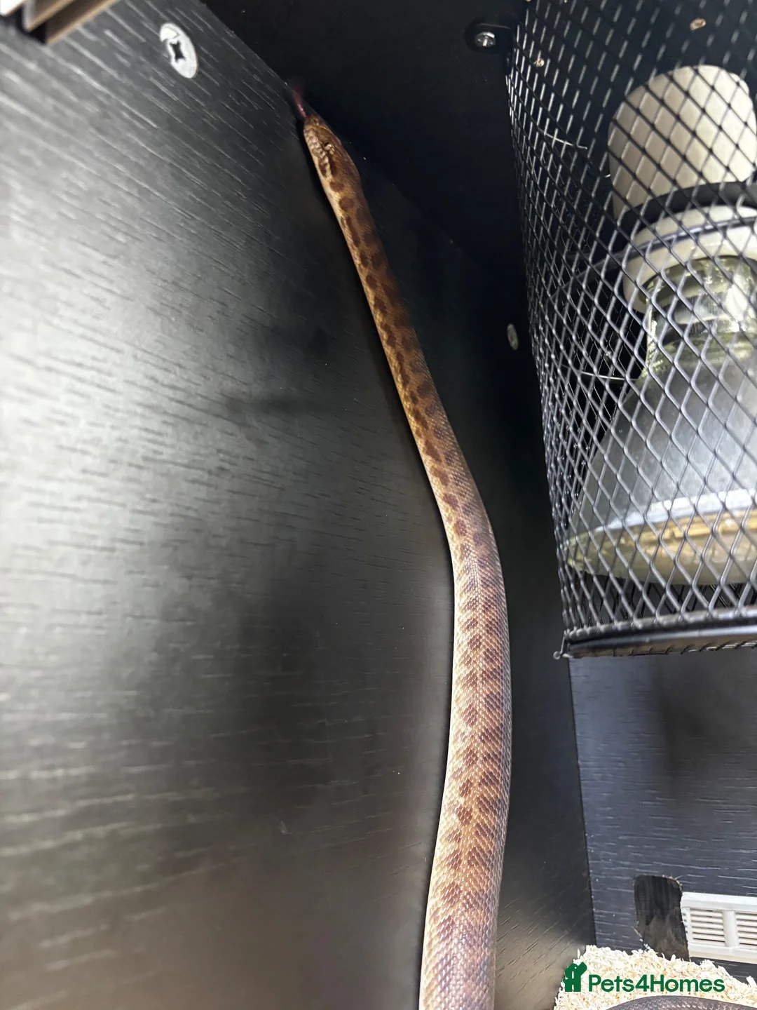 Python Snake reptiles for sale: 3 year old male Child’s Python - full set up  - Advert 3