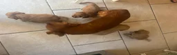 Cavapoo dogs for sale: Adorable F1 Cavapoos puppies  - Advert 9
