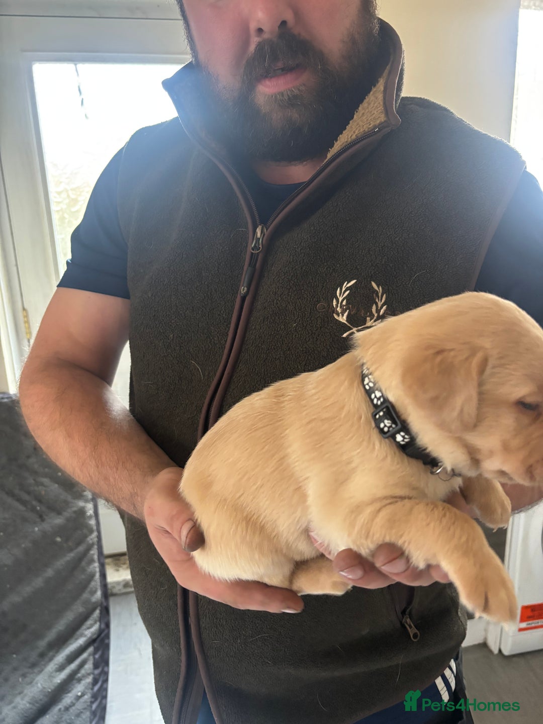 Labrador Retriever dogs for sale: Fox red Labrador - Advert 8